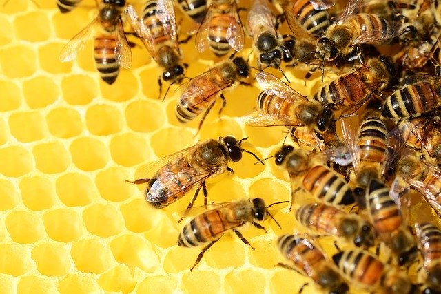 Honeygain Review (2024) – Is Honeygain Legit & Worth Using?